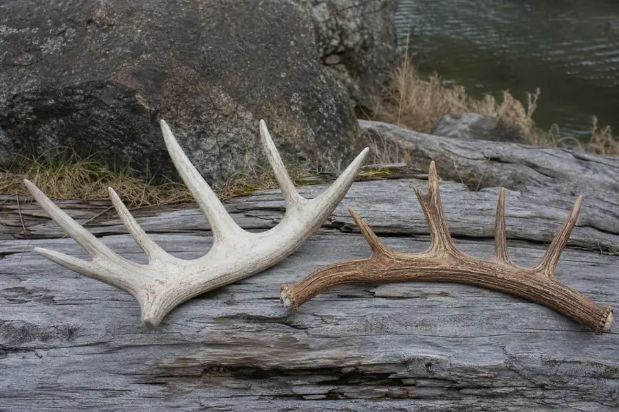 Two antler bands showing different natural colouring