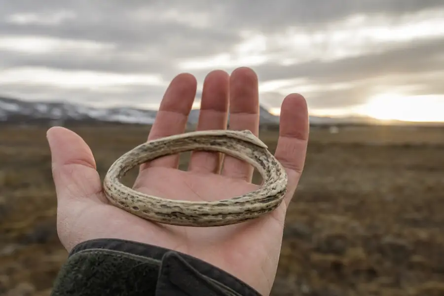 An antler band on a hand outdoors in low sun