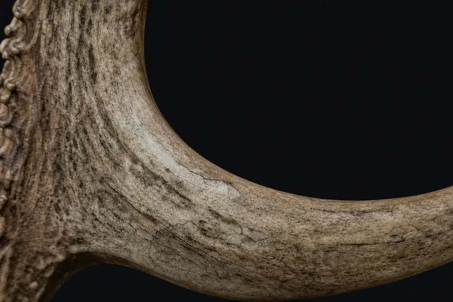 Antler texture against black tungsten